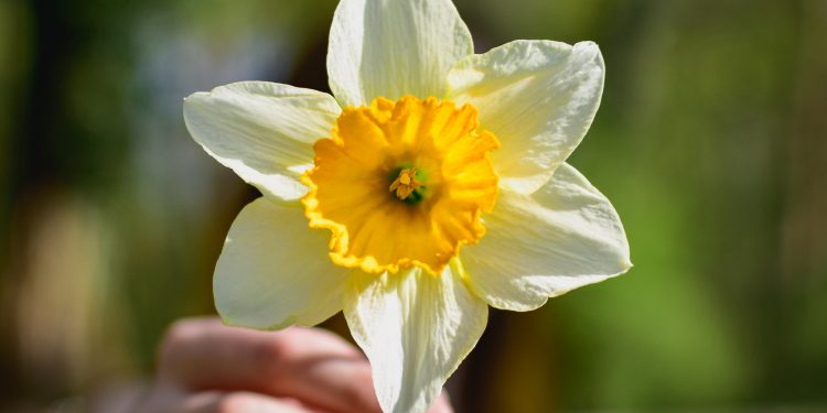 Alfabeto interno. N come Narcisismo