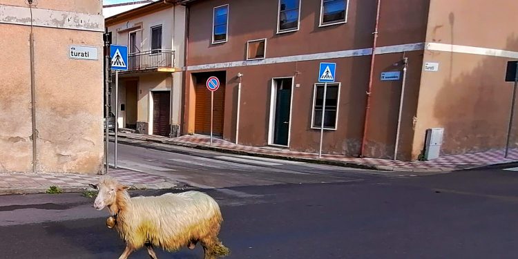 La pecora e il lockdown