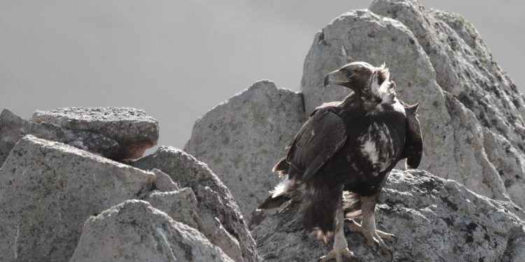 L’aquila reale sul Gennargentu