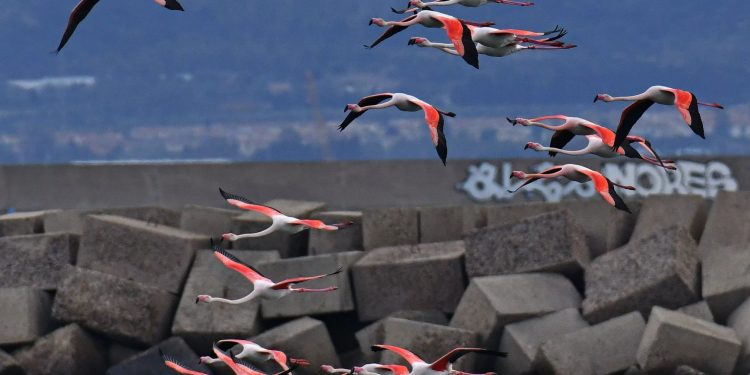 I fenicotteri tornano a casa (Dietrich Steinmetz)