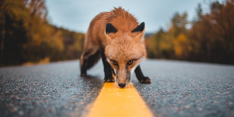 Alfabeto interno. D come Domestico