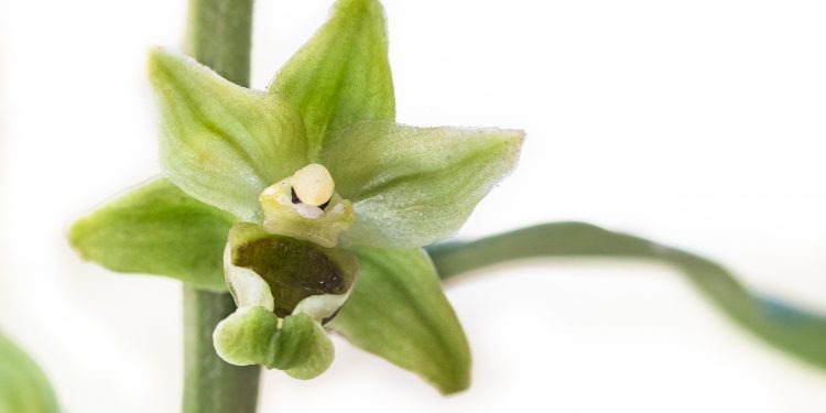 L’orchidea della miniera, come sopravvivere tra bellezza e inganno