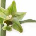 L’orchidea della miniera, come sopravvivere tra bellezza e inganno