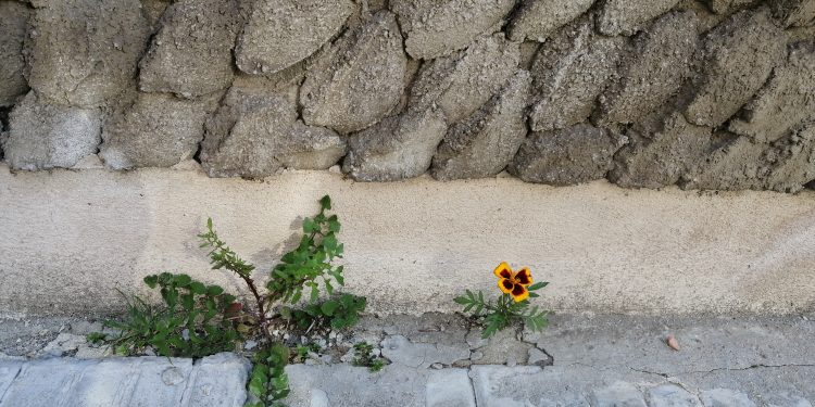 Bellezza a tutti i costi