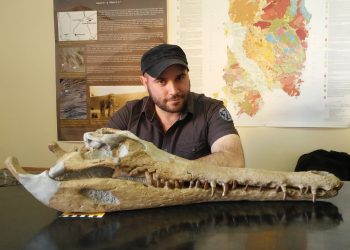 Mammuth, coccodrilli e megalodonti, il paleontologo Daniel Zoboli ci racconta la Sardegna dei fossili
