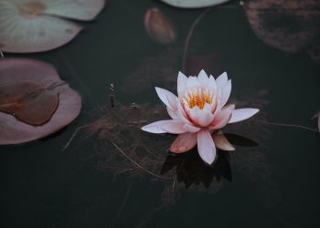Alfabeto interno. N come Nelumbo