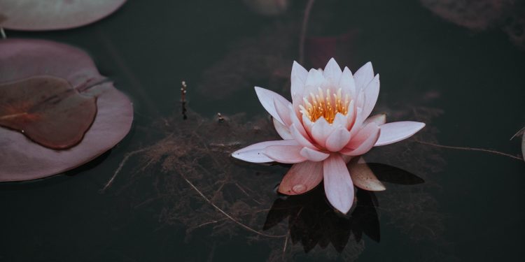 Alfabeto interno. N come Nelumbo