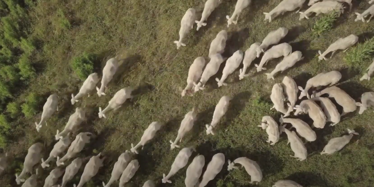 Al festival del cinema documentario di Tunisi l’anteprima di ‘Transumanze’. Andrea Mura racconta i pastori sardi in Toscana