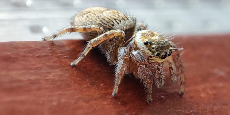 Incontri ravvicinati (Manuel Usai)