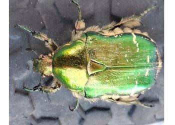 I colori della natura