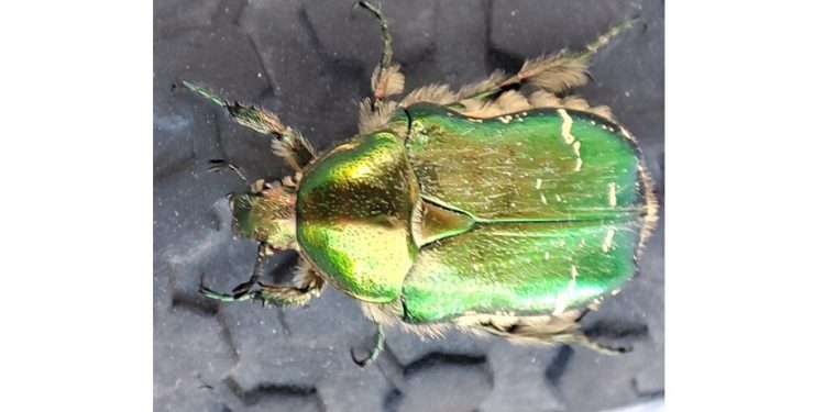 I colori della natura
