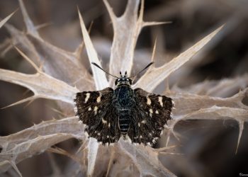 𝙎𝙥𝙞𝙖𝙡𝙞𝙖 𝙩𝙝𝙚𝙧𝙖𝙥𝙣𝙚 (Vincenzo Rodi)