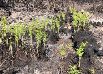 La felce della rinascita (Giuseppe Brundu)