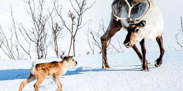 Ritorno al cinema, a Cagliari una rassegna su ambiente e diritti dedicata ai giovani