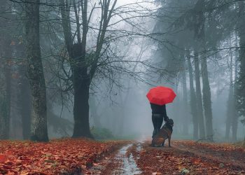 Addentrarsi nella foresta non fa paura se a scortarti è il lupo (Paolo Pirisinu)