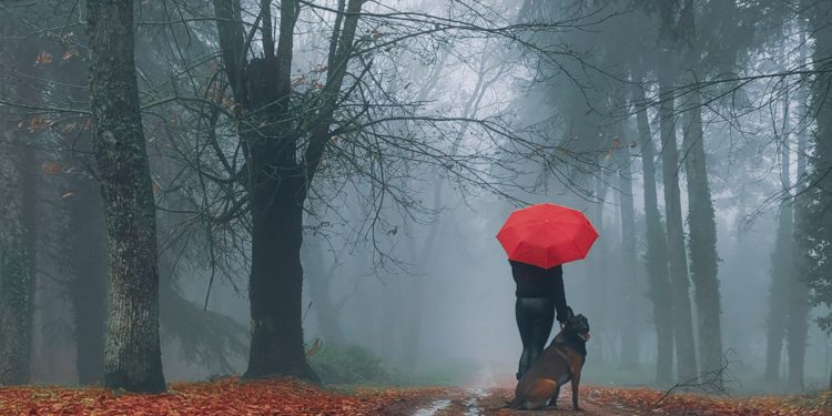 Addentrarsi nella foresta non fa paura se a scortarti è il lupo (Paolo Pirisinu)