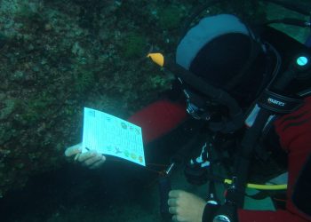 Reef Check Italia, l’esercito dei cittadini-biologi che proteggono il mare