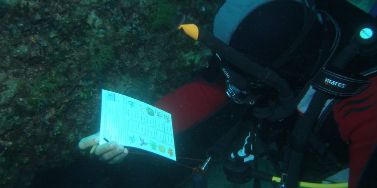 Reef Check Italia, l’esercito dei cittadini-biologi che proteggono il mare