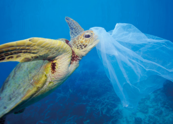 Un mare di plastica. Tre semplici passi per un 2022 più sostenibile