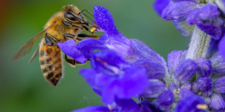 Le api sono in pericolo? Ecco il Bug Hotel per difendere la natura dal giardino di casa