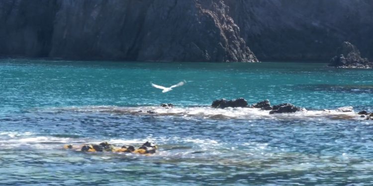 Dal 27 marzo a Carloforte il Side kunst-cirque della compagnia internazionale My!Laika