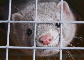 L’Italia dice no agli allevamenti degli animali da pelliccia, ma ci sono seimila visoni da salvare