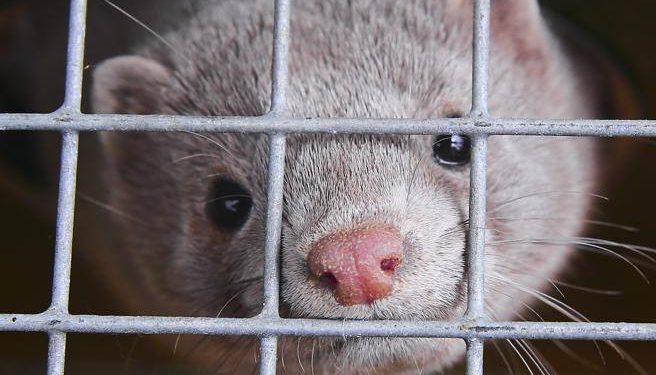 L’Italia dice no agli allevamenti degli animali da pelliccia, ma ci sono seimila visoni da salvare