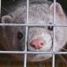 L’Italia dice no agli allevamenti degli animali da pelliccia, ma ci sono seimila visoni da salvare