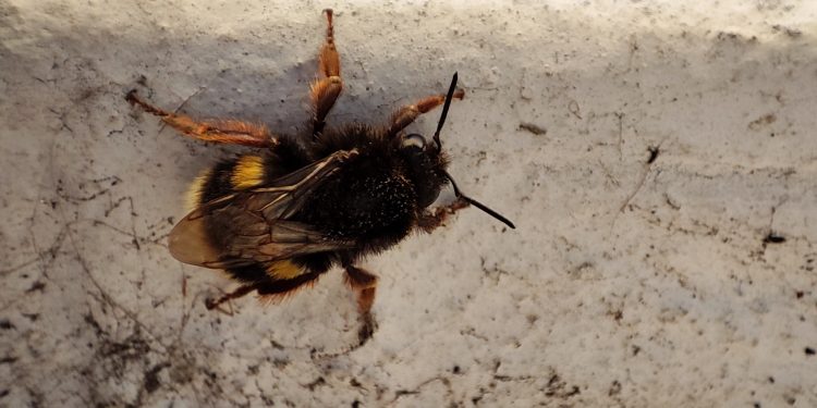 La primavera dietro le quinte