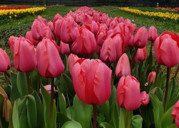 Il Giardino di Lu, dove dolore e amore hanno fatto sbocciare migliaia di fiori