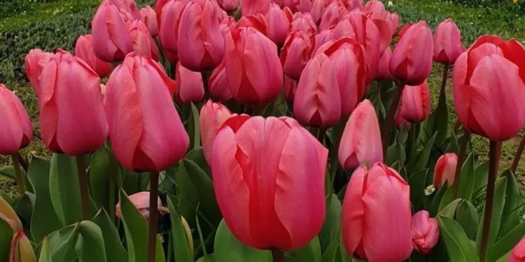 Il Giardino di Lu, dove dolore e amore hanno fatto sbocciare migliaia di fiori