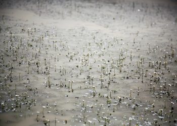 Ranuncoli (Marcella Doa)