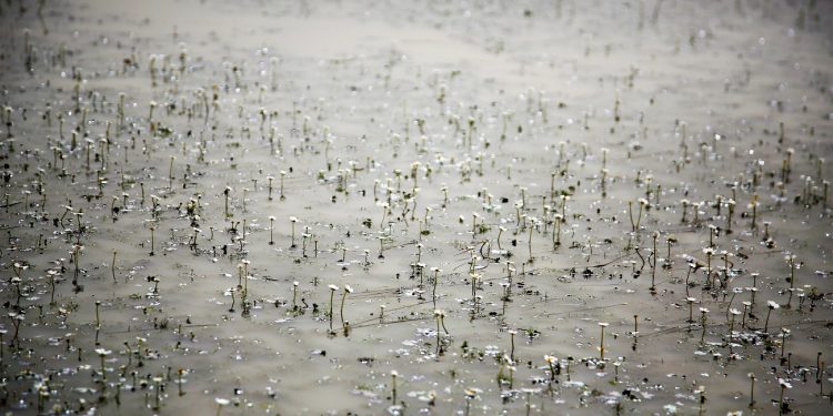 Ranuncoli (Marcella Doa)