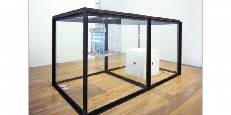 Da Hirst a Cattelan, l’arte contemporanea tra sdegno e ammirazione