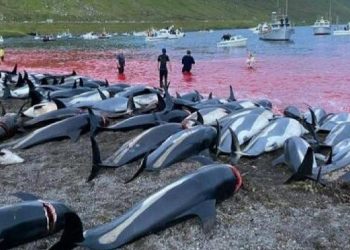 Il massacro dei delfini nelle Isole Faroe, folklore o orrore?