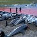 Il massacro dei delfini nelle Isole Faroe, folklore o orrore?