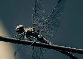 Natura in bianco e nero (Matteo Mossa Tolu)