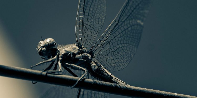 Natura in bianco e nero (Matteo Mossa Tolu)