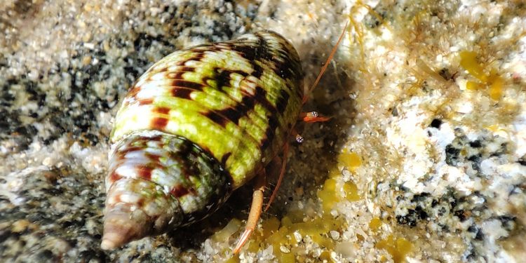 Gli occhi del paguro