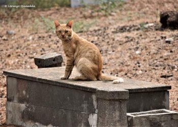 Il Cimitero monumentale di Bonaria e la sua colonia felina. Un altro avamposto dei gatti per la conquista del mondo?