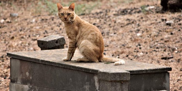 Il Cimitero monumentale di Bonaria e la sua colonia felina. Un altro avamposto dei gatti per la conquista del mondo?