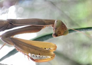 La posa della mantide religiosa