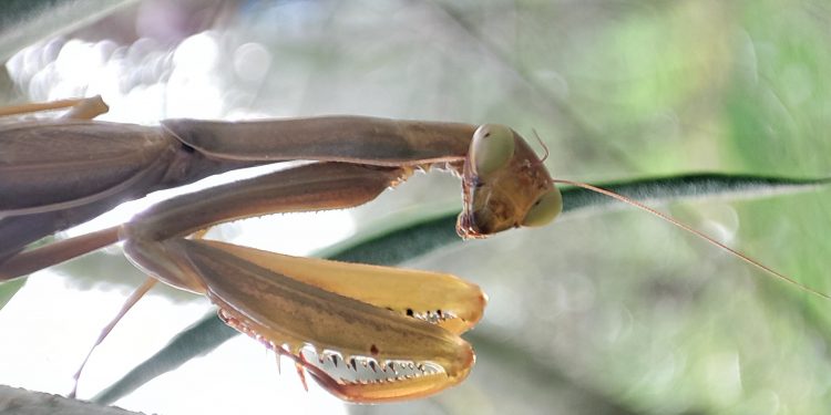 La posa della mantide religiosa