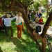 Musica delle piante e connessione con la natura, Sennori in festa per i cinquant’anni del Moscato DOC
