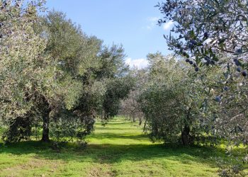 L’estate di San Martino