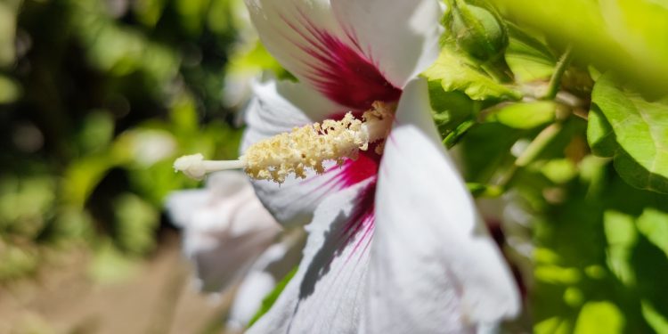 Capodanno come primavera