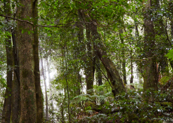 Alberea, la start up sassarese nata per riforestare il Mediterraneo