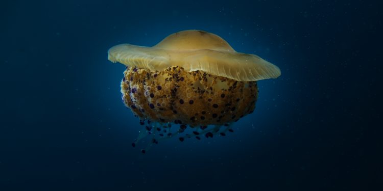 Suggestioni dal profondo (Giuseppe Deplano)