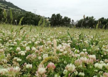 Illusione di primavera