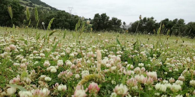 Illusione di primavera